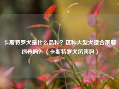 卡斯特罗犬是什么品种？这种大型犬适合家庭饲养吗？（卡斯特罗犬厉害吗）