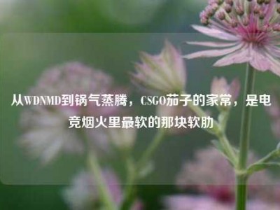 从WDNMD到锅气蒸腾，CSGO茄子的家常，是电竞烟火里最软的那块软肋