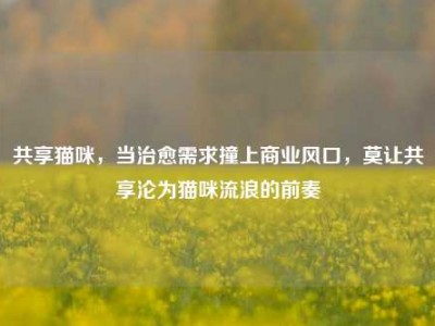 共享猫咪，当治愈需求撞上商业风口，莫让共享沦为猫咪流浪的前奏