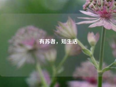有苏者，知生活