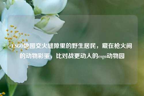 CSGO地图交火缝隙里的野生居民,藏在枪火间的动物彩蛋,比对战更动人的csgo动物园