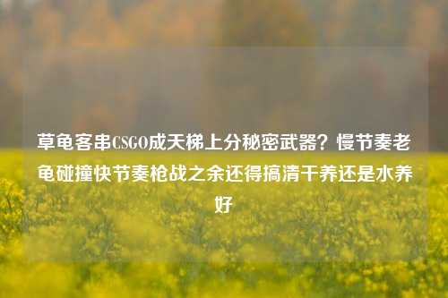 草龟客串CSGO成天梯上分秘密武器？慢节奏老龟碰撞快节奏枪战之余还得搞清干养还是水养好